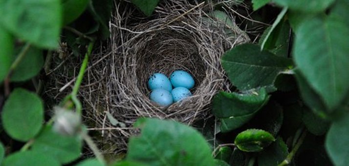 Vogelnest