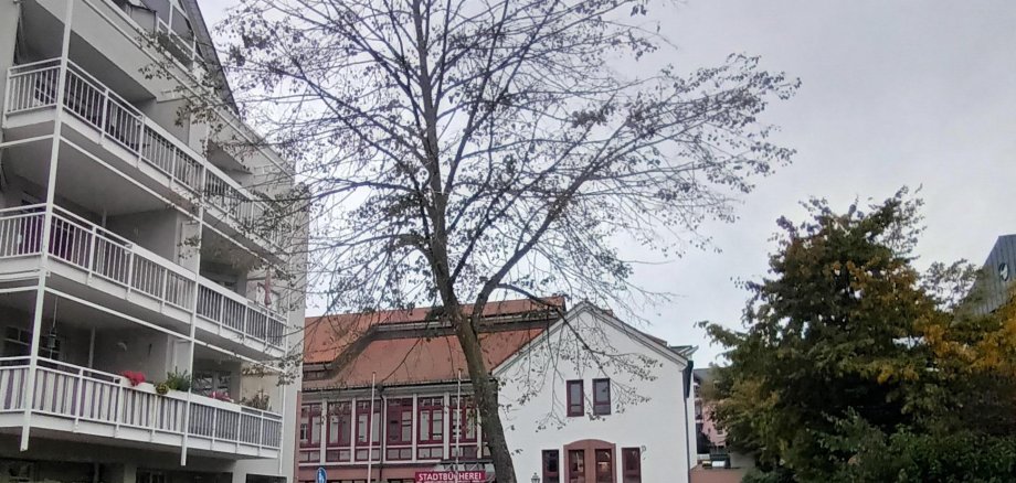 Linde vor Tiefgarage Idstein mit Bücherei im Hintergrund
