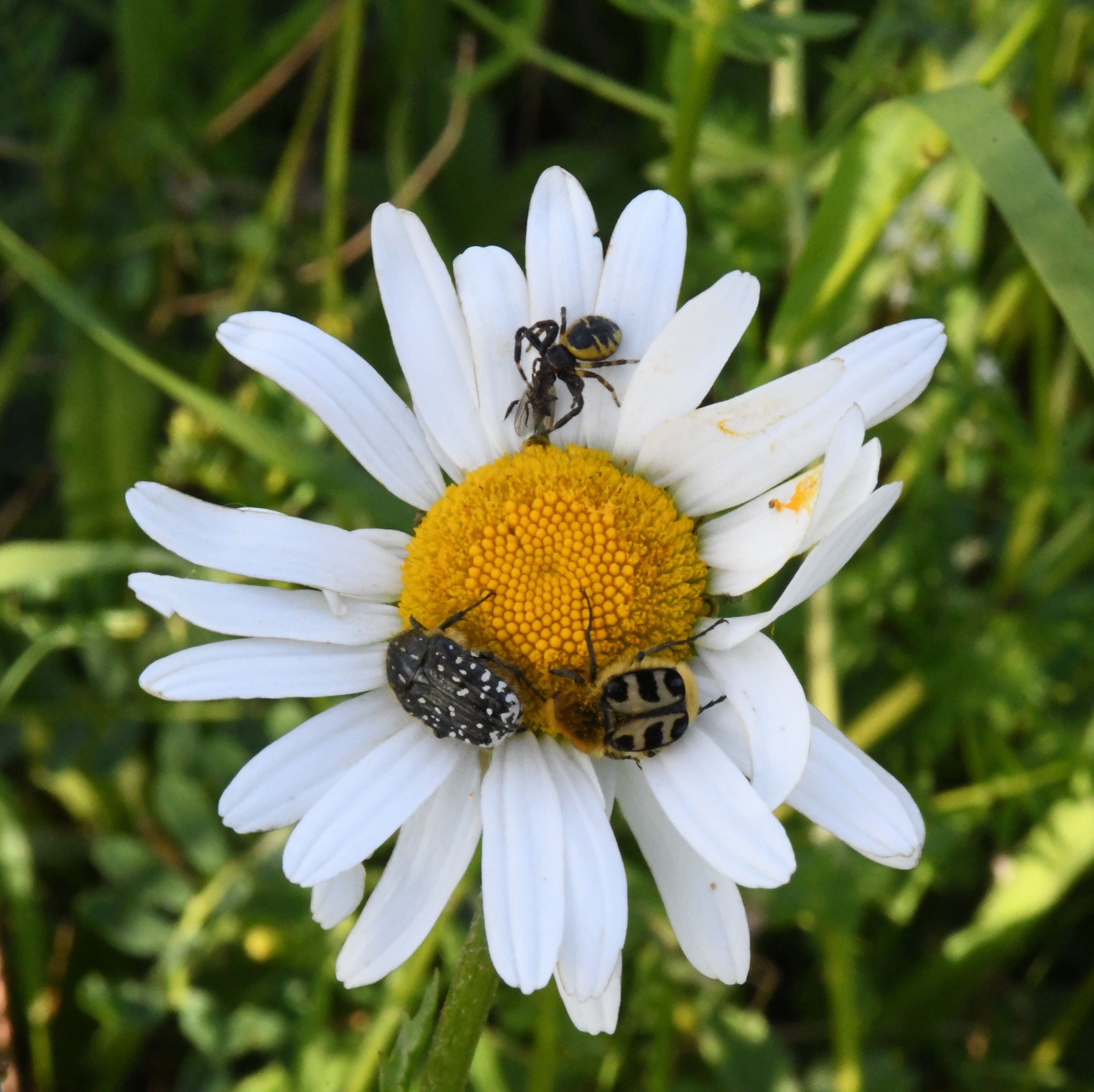 Verschiedene Insekten auf einer Margeritenblüte