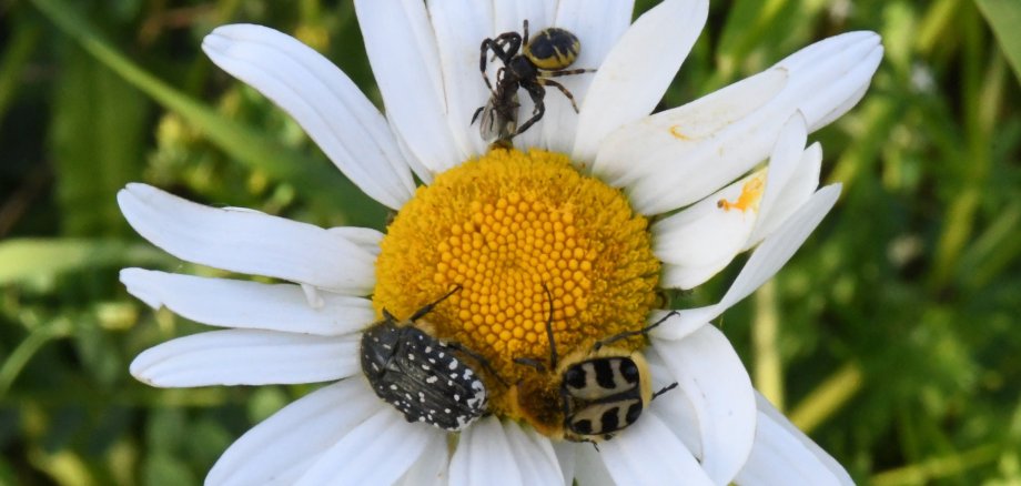 Verschiedene Insekten auf einer Margeritenblüte