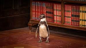 Kino Sommer Kino Sommer Ankündigung "Pinguin"