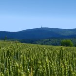 Buchfinkenland Rundwanderweg ein Feld