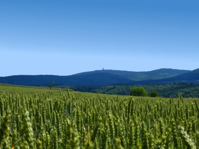Buchfinkenland Rundwanderweg ein Feld