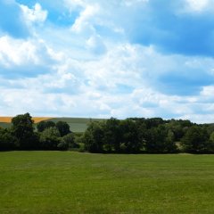 eine Wiese