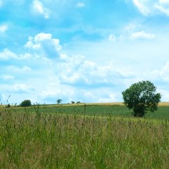 eine Wiese