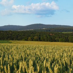 ein Feld