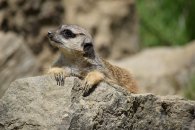 Opel Zoo Erdmännchen