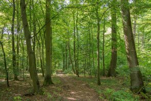 Wald Waldweg mit grün belaubten Bäumen